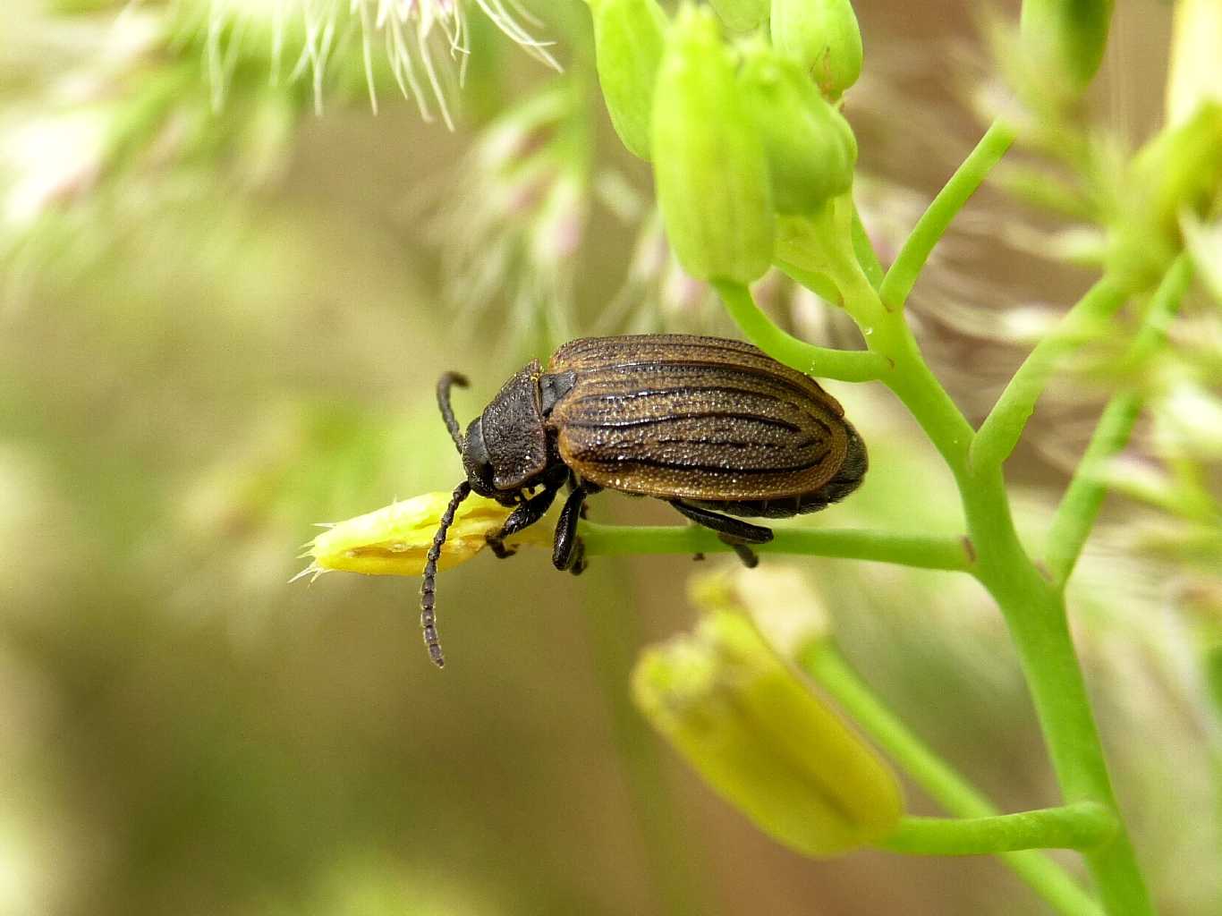 Galeruca cfr interrupta che mangia
